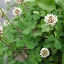 월락초등학교 이미지