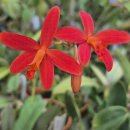 Laelia milleri 렐리아 밀레리 이미지