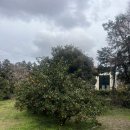 중선농장 | ☕️ 제주 귤밭 느낌 가득한 “커피템플” 커피에 진심인 카페 / 텐저린라떼 내돈내산 후기