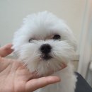 숑숑 그루밍 이미지