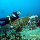 거북이모텔 이미지