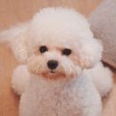 메리몰펫샵 안락점 이미지