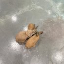 금강랜드키즈카페 | 시흥 _ 시흥 최대 규모 실내동물원! 시흥 이색카페 쥬뗌므 키즈랜드 방문 후기