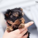 온사랑펫 이미지