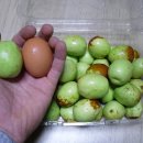 고은농장 Daum카페