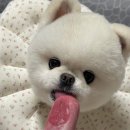 구떼포유 이미지