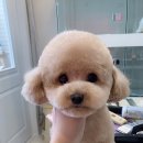 포미산다