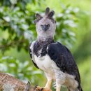 Harpy eagle (부채머리수리) 이미지