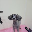 깔끔하개 이미지