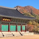 율원 | 청도 운문사 단풍 구경 주차장 은행나무 대구 근교 가을 나들이