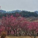 본리농원 | 경남 진주 여행 - 진주 매화숲, 대구 남평 문씨 세거지 매화