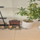 분당-146 이미지