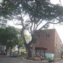 태전대백아파트 건너편(1) - 우측 | 2019년 8월1일~15일.