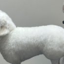 셀럽도기 이미지