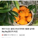 돌창고 | 제주 한라봉 돌창고 숙성 더유스 산지 직송 구입 후기