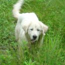 상군농장 이미지