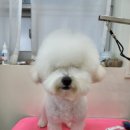 뽀송 펫 살롱 이미지