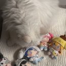 도도네음악공장 | 플레이브 싱글 2집 산리오 콜라보 인형앨범 플뿌우 버전 언박싱 후기