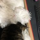 중마동물병원 이미지