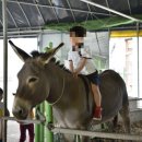 공주목장 이미지