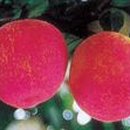 옛골가마솥삼계탕 이미지