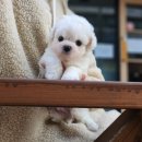 멍뭉이샵 | 우리 집 멍뭉이, 어디서 데려와야 할까? 도봉비숑프리제분양, 현명한 선택을 위한 질문!