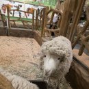 강남키즈랜드어린이집 | 시흥 키즈카페 겸 실내동물원, 눈,비올때 시흥 쥬뗌므 키즈랜드가 딱!