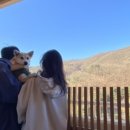 (주)펫그라운드 이미지