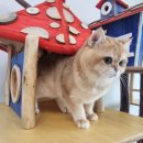 골든키티캐터리 이미지