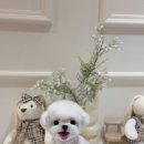 퍼피얌 그루밍 이미지