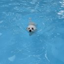 곰당구장 | [내돈내산] 가평 오하브 글램핑 애견동반 숙소🐶 프라이빗 객실 내돈내산 후기