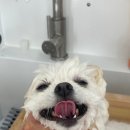 샤샤살롱 지제동삭점 이미지