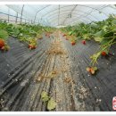 땅위의농장 이미지