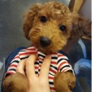 골목대장 이미지