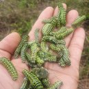 뽑기농장 이미지