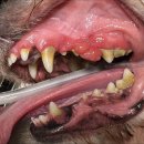 남양주동물병원 이미지