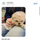 루루 반려견 | 일산 애견 분양 : [분양완료] 열세 살 소녀의 소중한 단짝이 된 말티푸 루루🐾