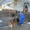 아침햇살염소농장 이미지