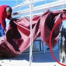 영차영차 이미지