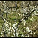 칠십리공원 이미지