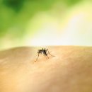 색