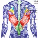 각 부위의 근육 명칭 및 근육만들기 공략법 이미지