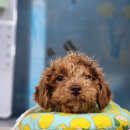 슈슈펫살롱 이미지