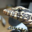 돼지세끼 이미지