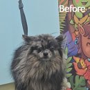 왈로하그루밍 이미지