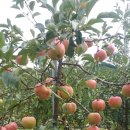 장수농원 이미지