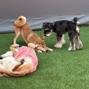 놀러오개 애견유치원 애견호텔 에버랜드점 이미지