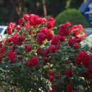 장미카페 이미지