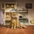 몽이냥이 이미지