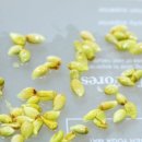 라임오렌지 이미지